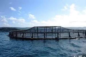 Asuplus nanobubble system for aquqculture